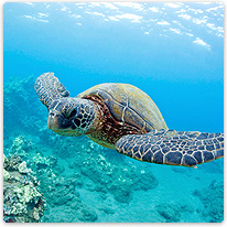 Schildkröte vor Maui tauchen, schildkroete, meer