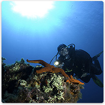 Taucher mit Seestern vor El Hierro taucher, seestern, meer