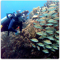 Tauchen im Fischschwarm taucher, fische, meer