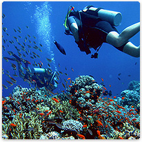 Tauchen im Indischen Ozean taucher, korallen, fische, meer
