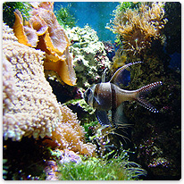 Wunderland unter Wasser - Palau koralle, riff, meer